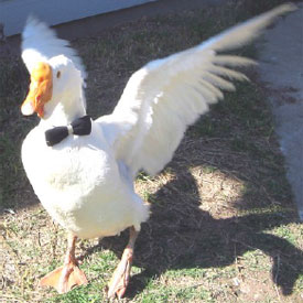 Homer the goose spreads his wings!