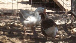 Hear Homer’s history here!